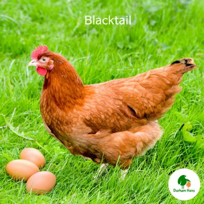 Blacktail Hen