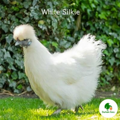 White Silkie Hen