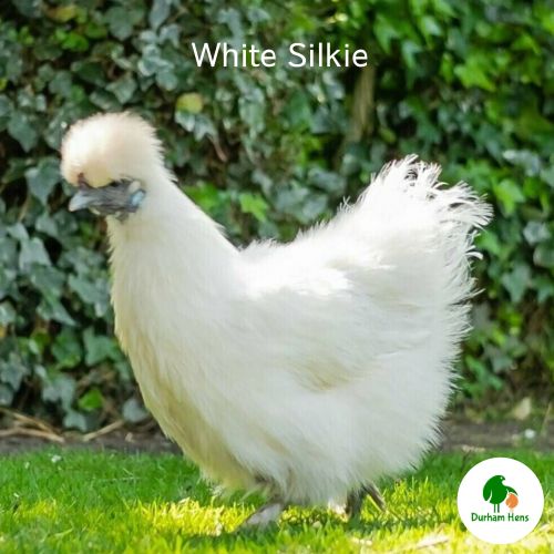 White Silkie Hen