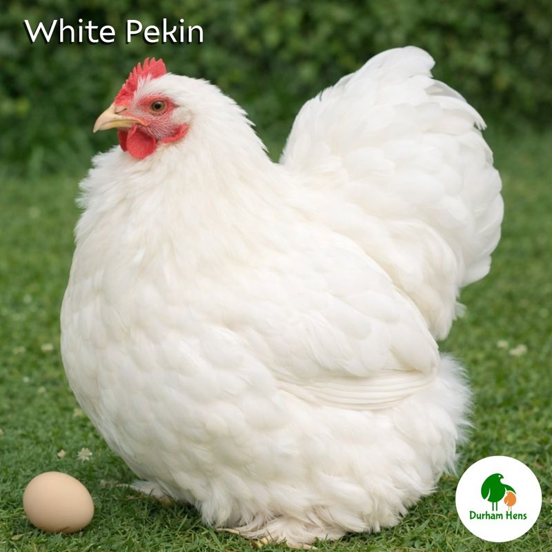 White Pekin Hen