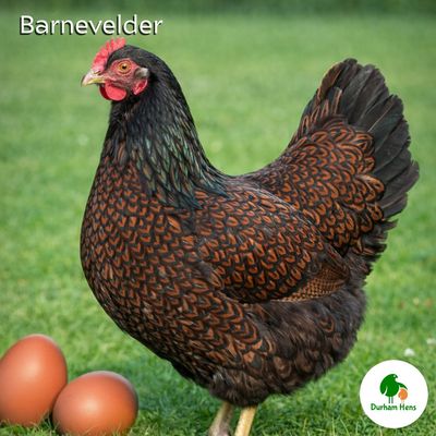 Barnevelder Hen
