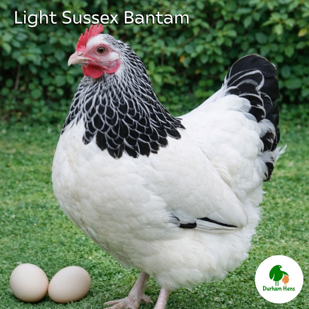 BANTAM Light Sussex Hen