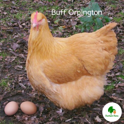 Buff Orpington Hen