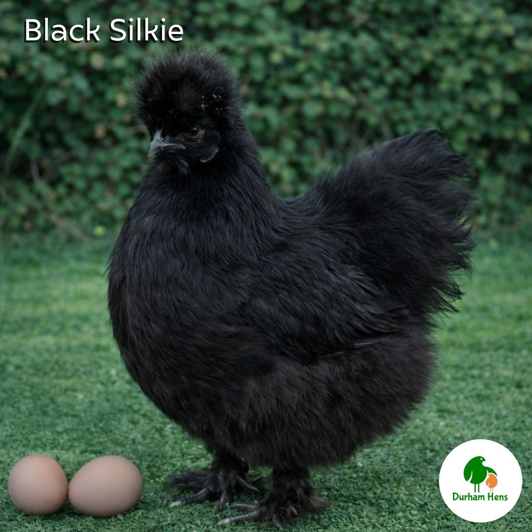 Black Silkie Hen