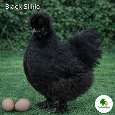 Black Silkie Hen