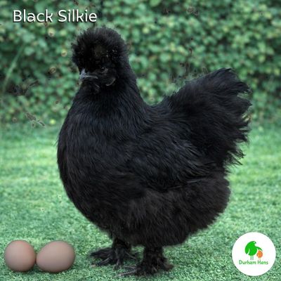 Black Silkie Hen