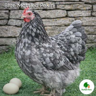 Blue Mottled Pekin Hen