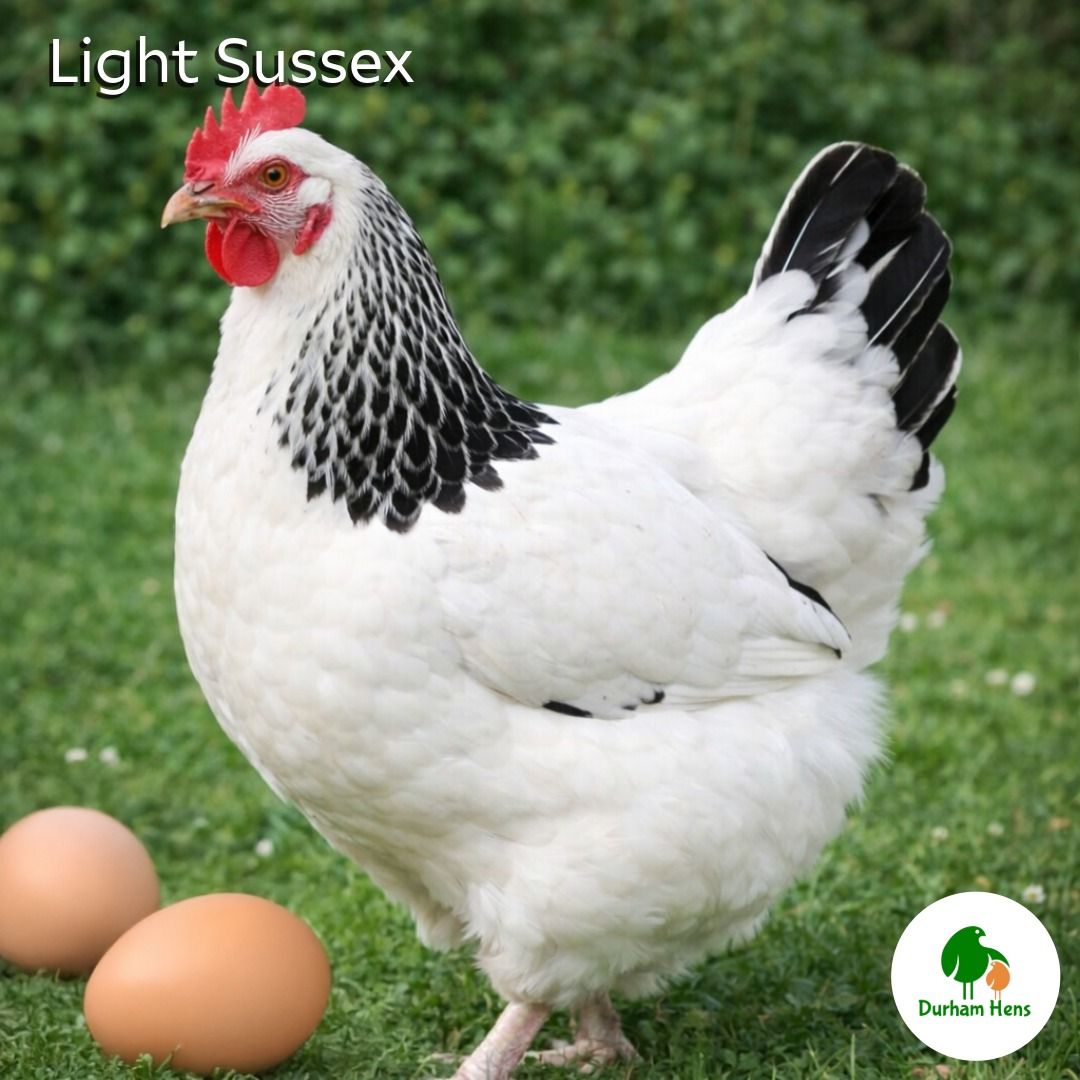 Light Sussex PURE Breed Hen