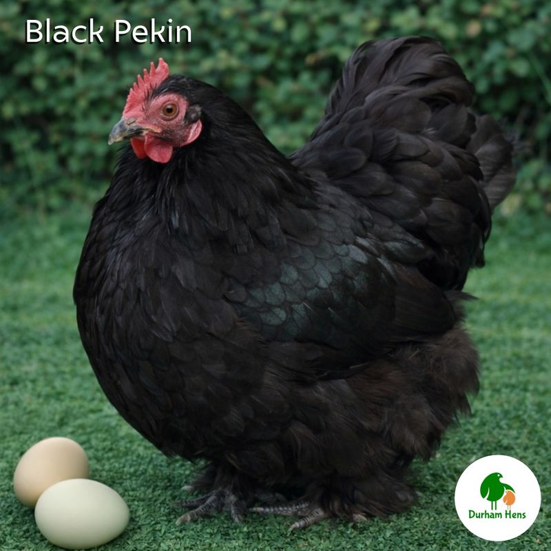 Black Pekin Hen