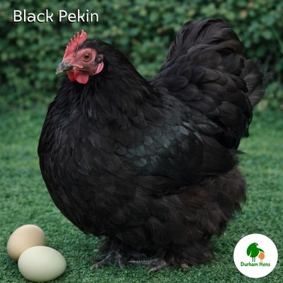 Black Pekin Hen