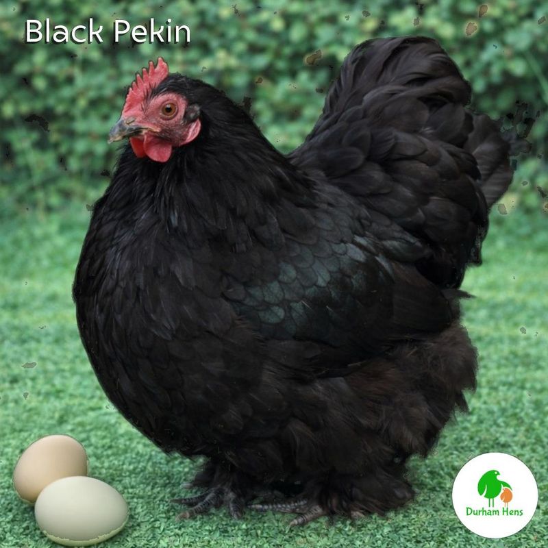 Black Pekin Hen