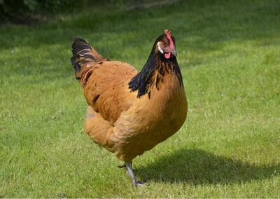 Vorwerk Hatching Eggs (Pack of 6)