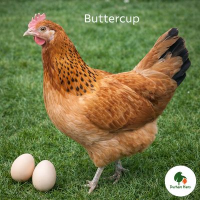 Buttercup Hen