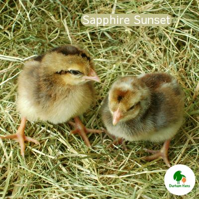 Sapphire Sunset Chick (Female)