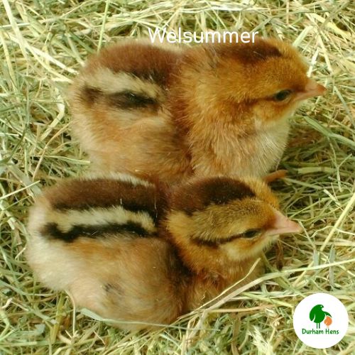 Welsummer Chick (Unsexed)