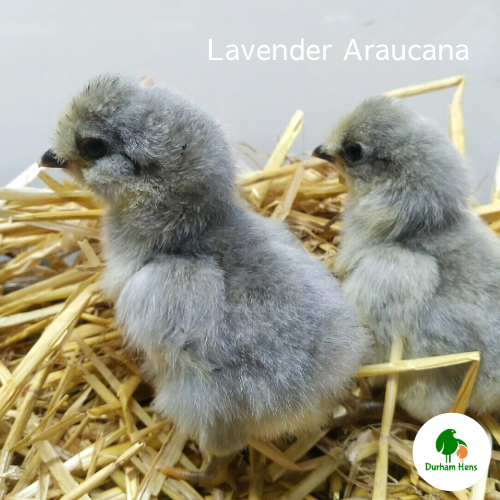 Lavender Araucana Chick (Unsexed)