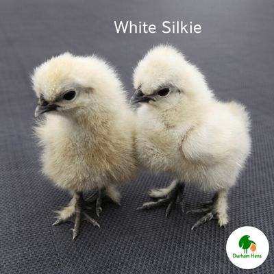 White Silkie Chick (Unsexed)