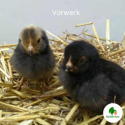 Vorwerk Chick (Unsexed)