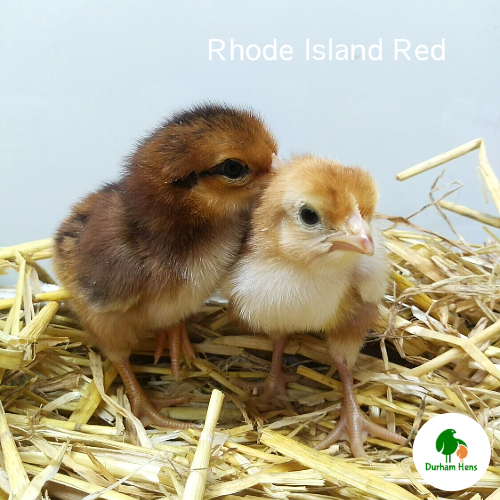 Rhode Island Red Chick (Unsexed)