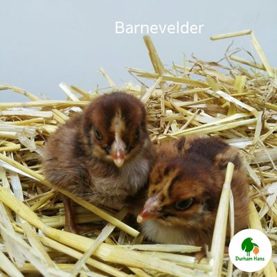 Barnevelder Chick (Unsexed)