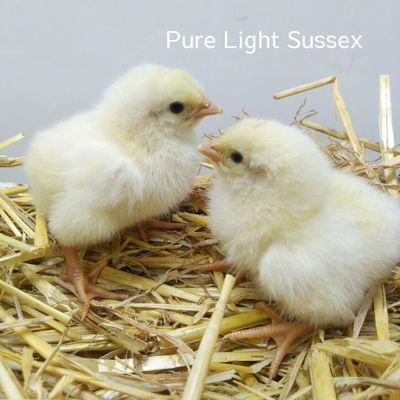 Light Sussex Chick (Unsexed)