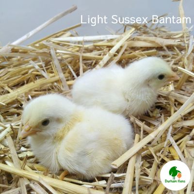 Light Sussex Bantam Chick (Unsexed)