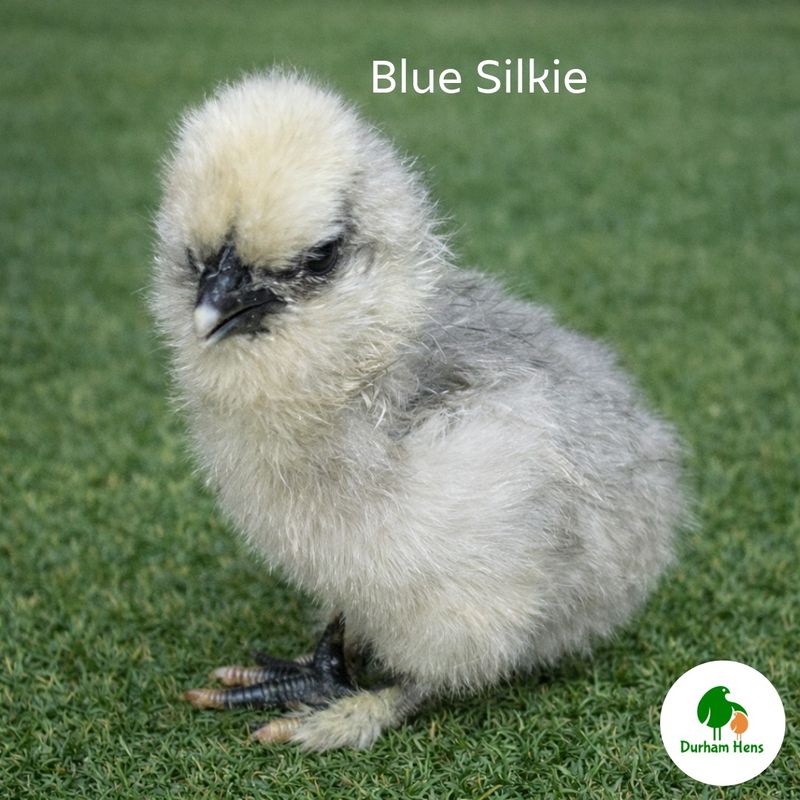 Blue Silkie Chick (Unsexed)