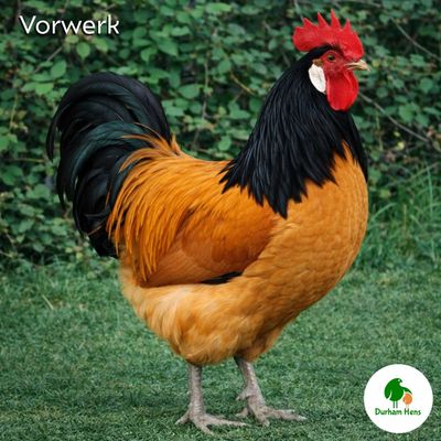 Vorwerk Cockerel