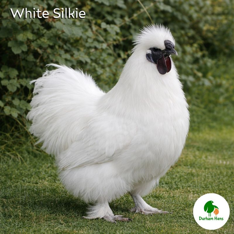 White Silkie Cockerel