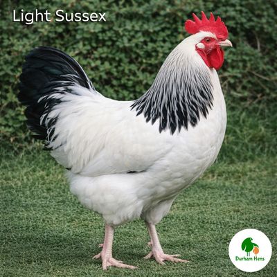 Light Sussex Cockerel