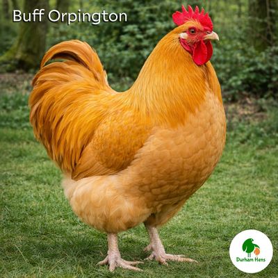 Buff Orpington Cockerel