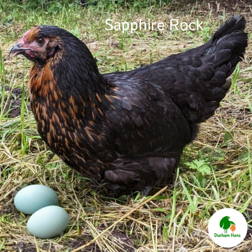 Sapphire Rock Hen Sapphire Rock Hen