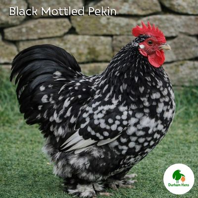 Black Mottled Pekin Cockerel