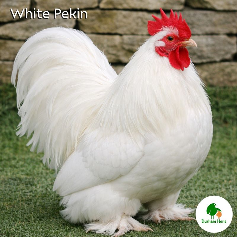White Pekin Cockerel