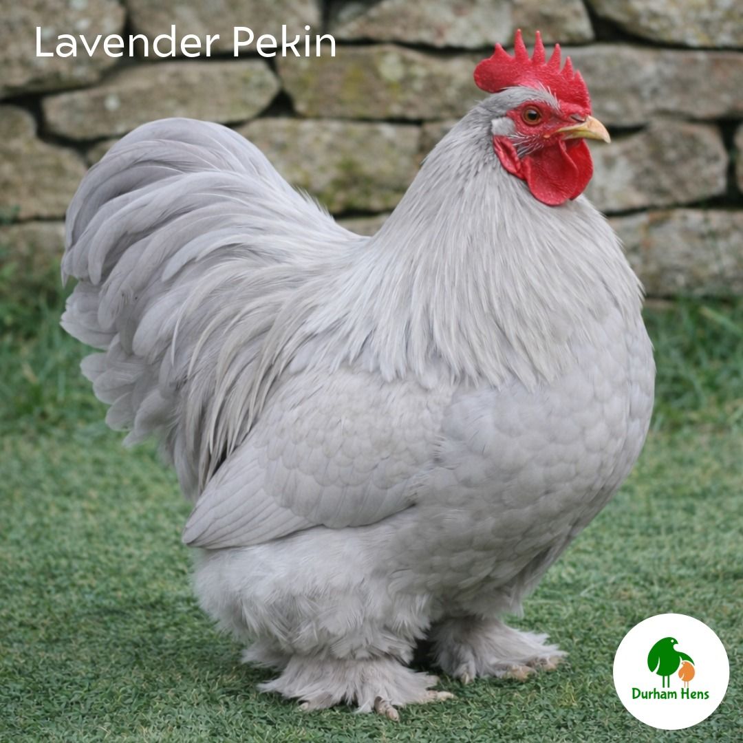 Lavender Pekin Cockerel