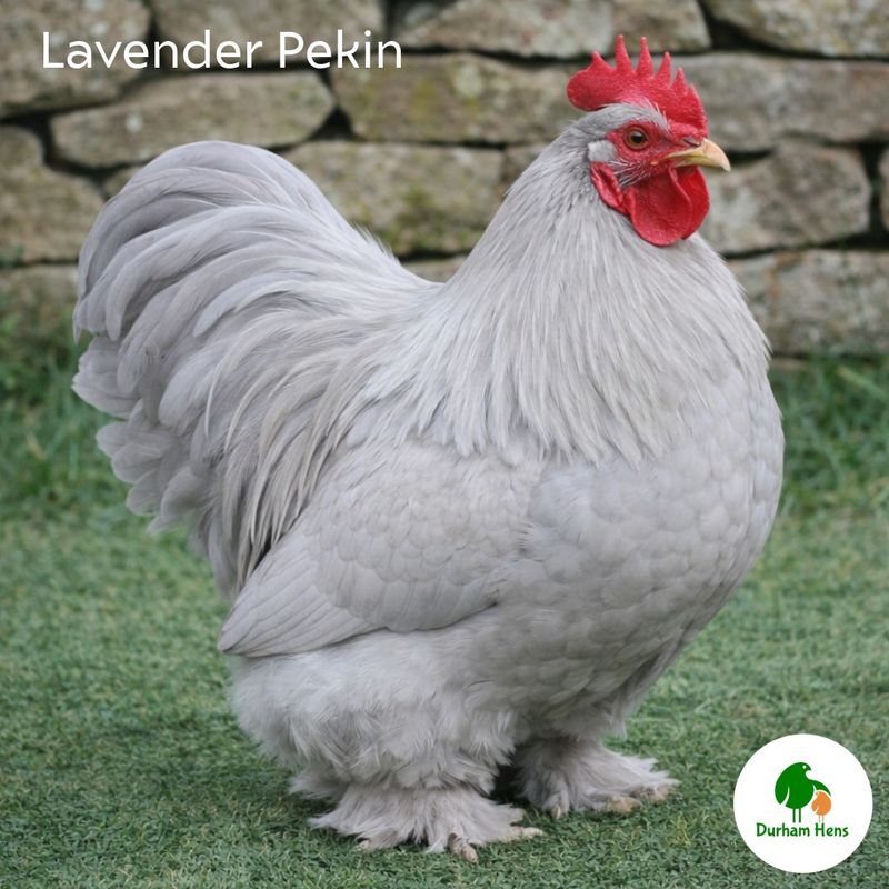 Lavender Pekin Cockerel