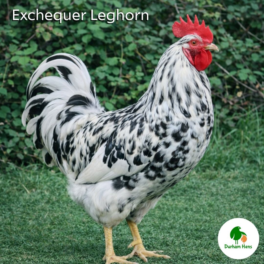 Exchequer Leghorn Cockerel