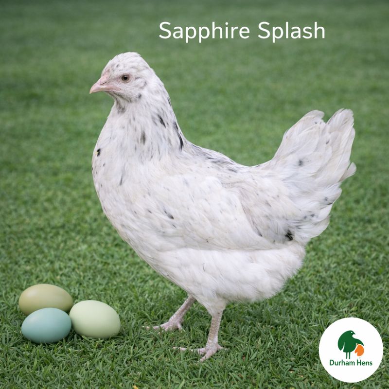 Sapphire Splash Hen