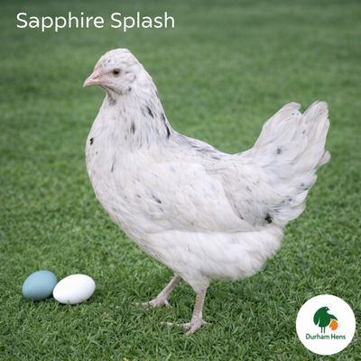 Sapphire Splash Hen