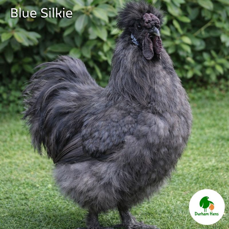 Blue Silkie Cockerel