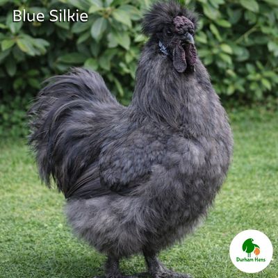 Blue Silkie Cockerel