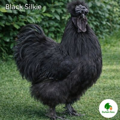 Black Silkie Cockerel