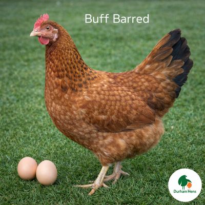 Buff Barred Hen