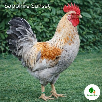 Sapphire Sunset Cockerel