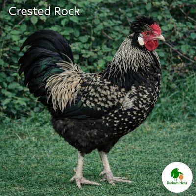 Crested Rock Cockerel