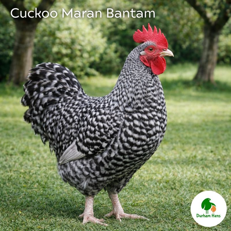 Cuckoo Maran Bantam Cockerel