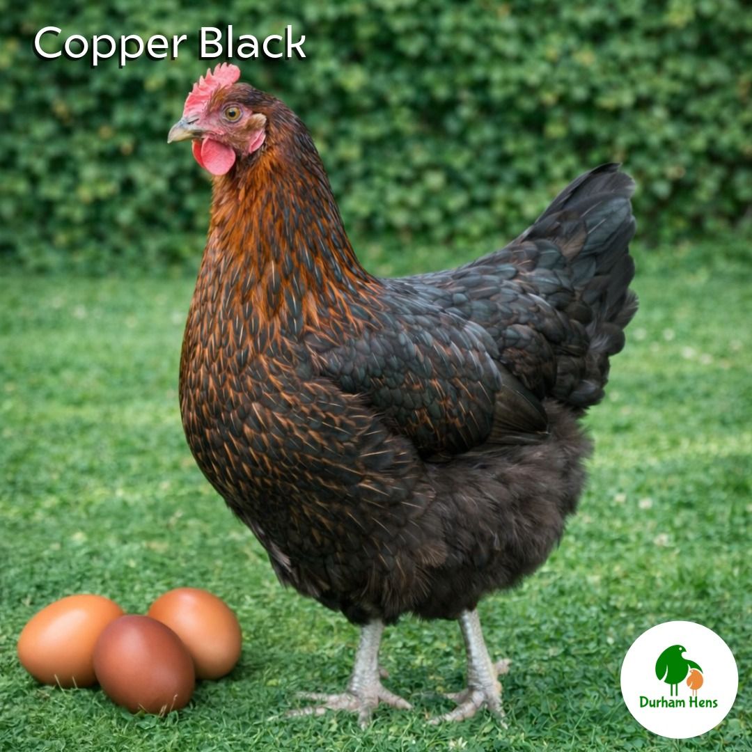 Copper Black Hen