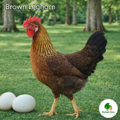Brown Leghorn Hen