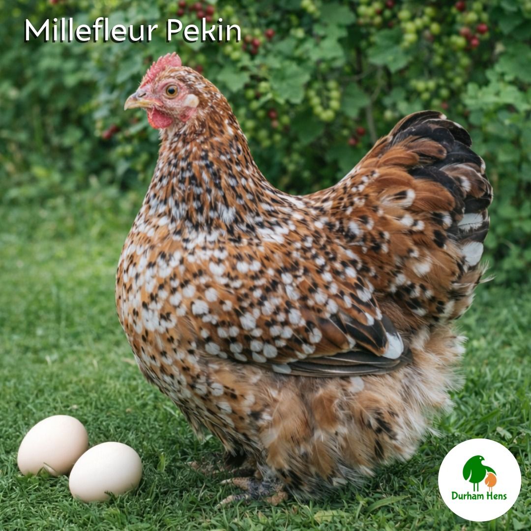 Millefleur Pekin Hen