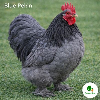 Blue Pekin Cockerel